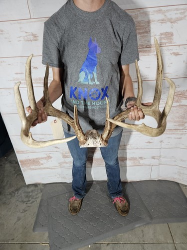Big wild whitetail deer - 12, pt