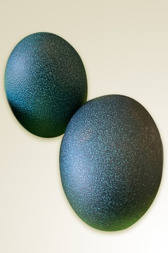 Blown emu eggs back - emu, in