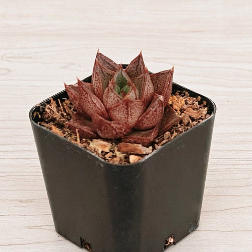 Succulent plant echeveria - plant,