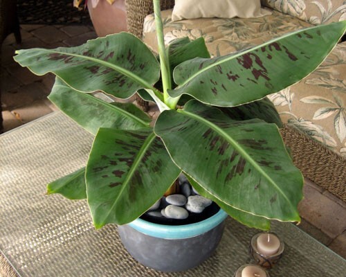 Truly tiny musa banana - truly,