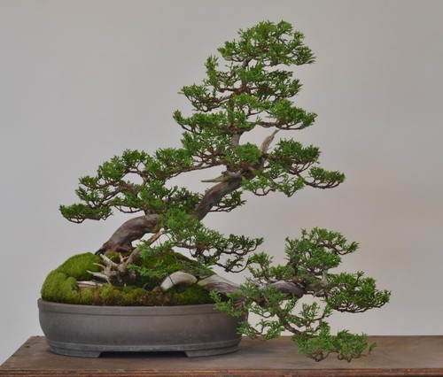 Cedar bonsai seeds - seeds, |