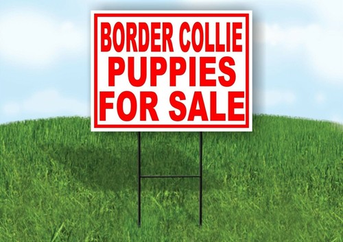 Border collie puppies for - border, sale