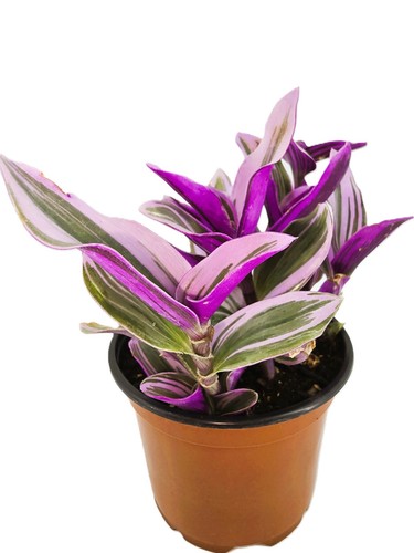 Wandering jew pink - wandering, jew|