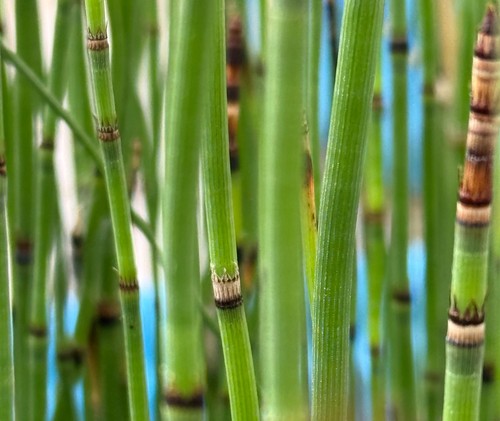 Horsetail reed miniature - horsetail,