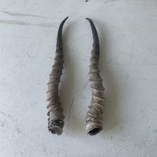 Pair antique collectible - pair,