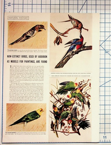 Audubon extinct birds - extinct,