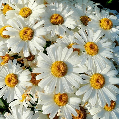 Shasta daisy seeds heirloom - |,
