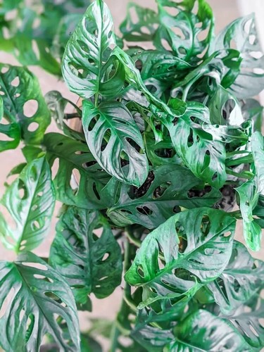 Monstera adansonii swiss - adansonii,