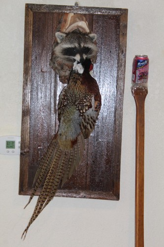 New chinese ringneck - chinese,