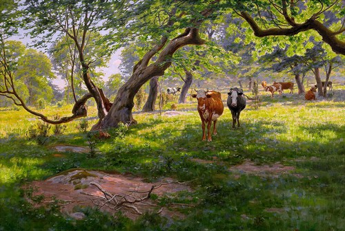 Cows the meadow - cows,