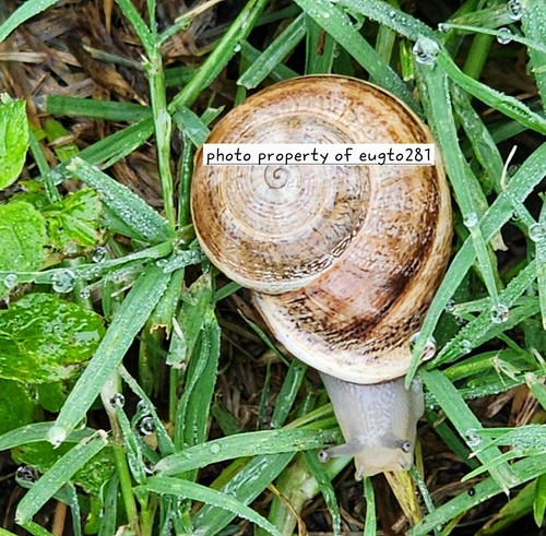 Live milk snails land snail - milk, snails,