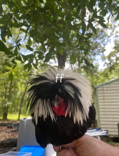 6pcs white crested black - 6pcs,