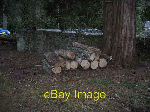 Photo 6x4 eucalyptus logs - eucalyptus,