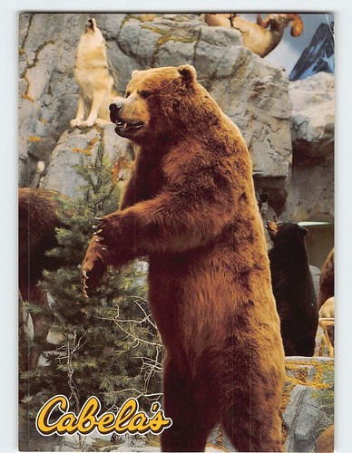 Postcard cabelas sidney - postcard,