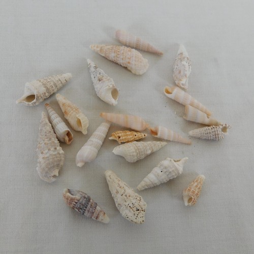 Auger seashells small - small, home