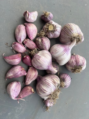 2026 chesnok red garlic - 2026,