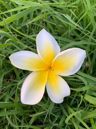 Plumeria - , (frangipani)