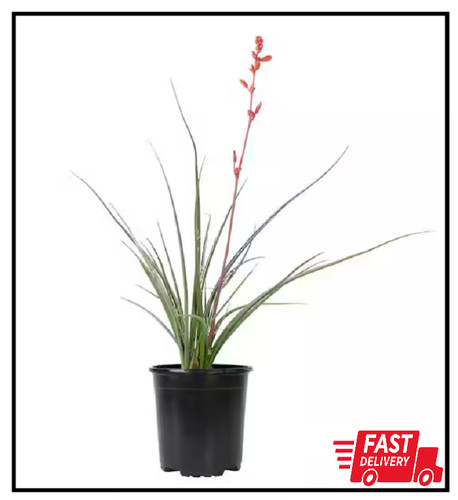 Gal hesperaloe parviflora - 1,