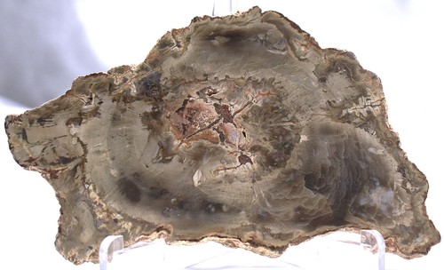 Beautiful petrified wood - beautiful,