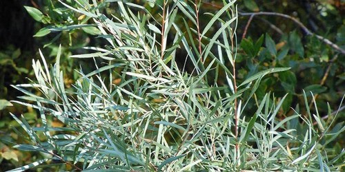 Coyote willow shrub - coyote,