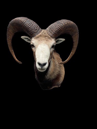 Beautiful white faced mouflon - white-faced,