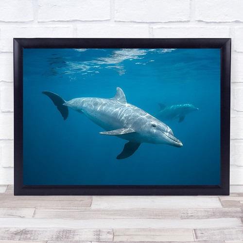 Curious dolphin bottlenose - curious,