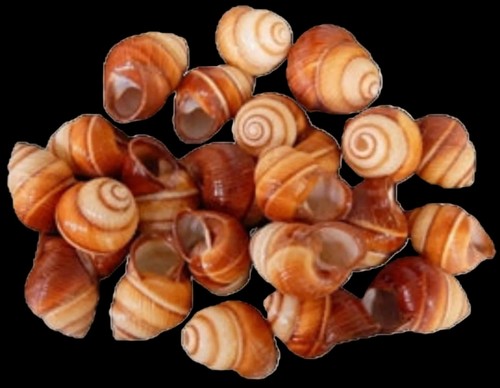 Brown striped land snail - striped,