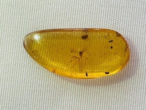 Authentic fossil mosquito - authentic,
