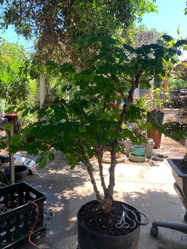 Live brazilian raintree bonsai - live,