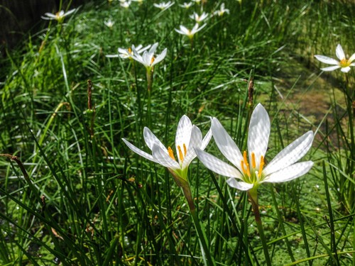 Live white flower zephyr lily - live,