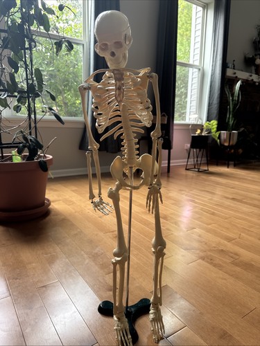 Anatomically correct - 33”,