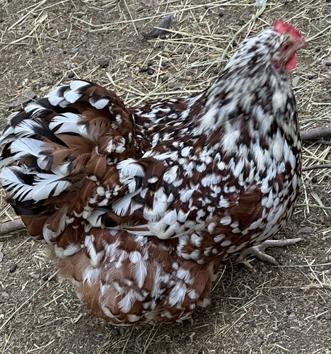 Rare breed chicken fertile - rare,