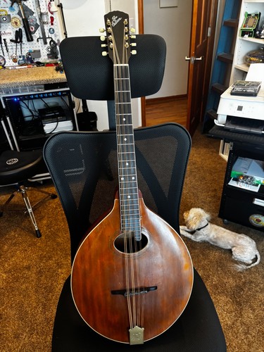 Gibson mandocello with - mandocello,
