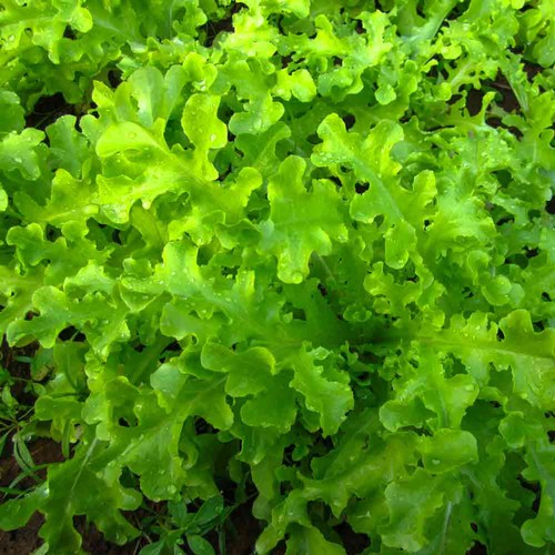 1oz salad bowl - 1oz, leaf
