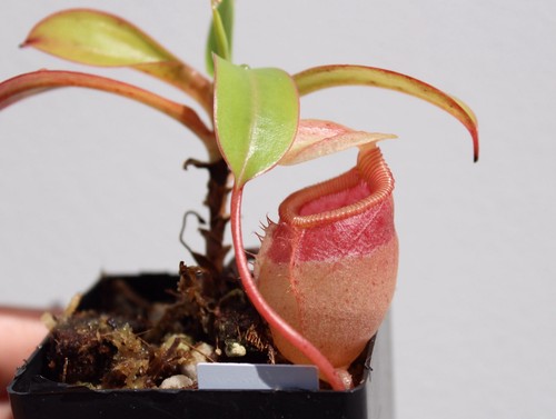 Nepenthes sibuyanensis