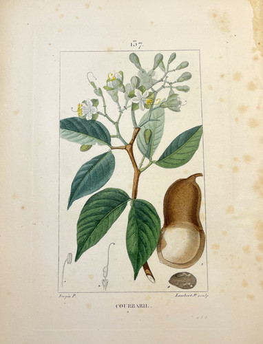 Antique botanical engraving - antique,