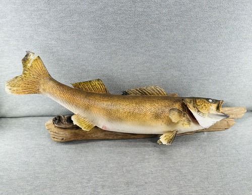 Real skin mount walleye pike - skin,