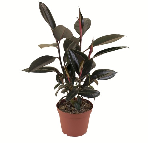Shop succulents selected - shop,