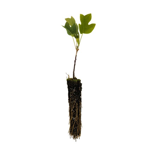 Tulip poplar small tree - small,