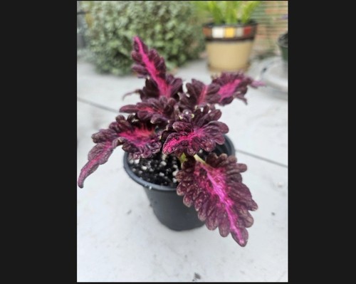 Black dragon coleus live - black, plant