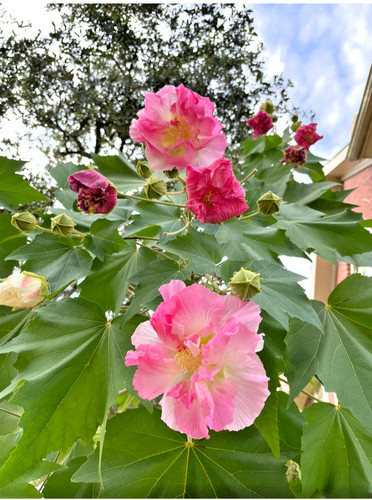 Tri color confederate rose - color,