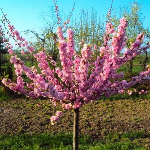 Pink flowering almond - pink,