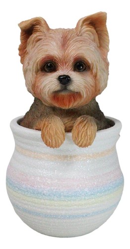Yorkie yorkshire terrier - yorkie,