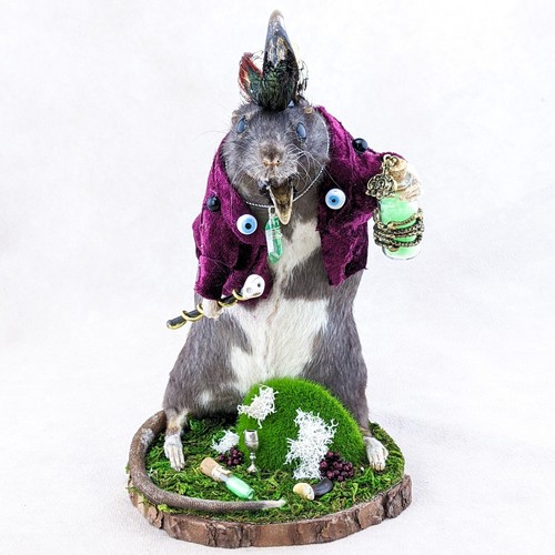 Witch doctor rat quail - witch,