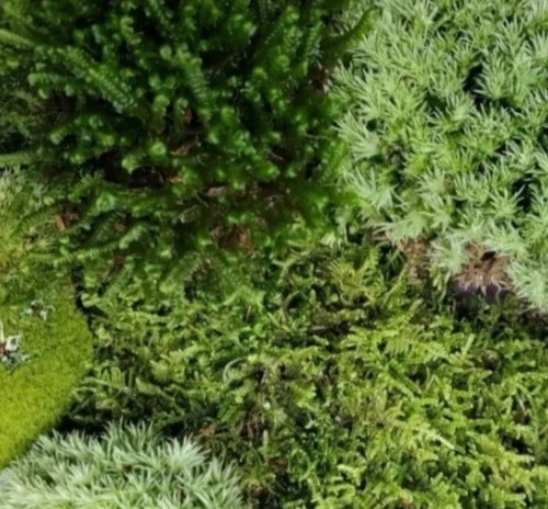 Live mossassortment - moss(6.5x5, bag)assortment
