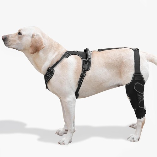 Dog knee brace - dog,