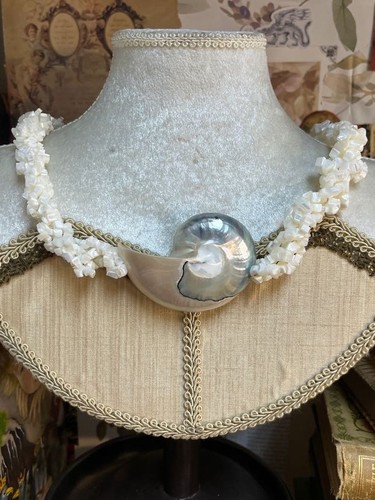 Vintage chambered nautilus - vintage,