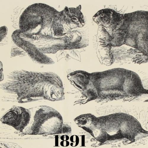 1891 hedge hog - 1891, hedge-hog