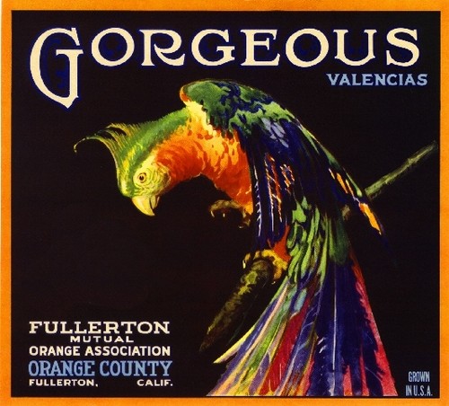 Fullerton gorgeous parrot bird - fullerton,