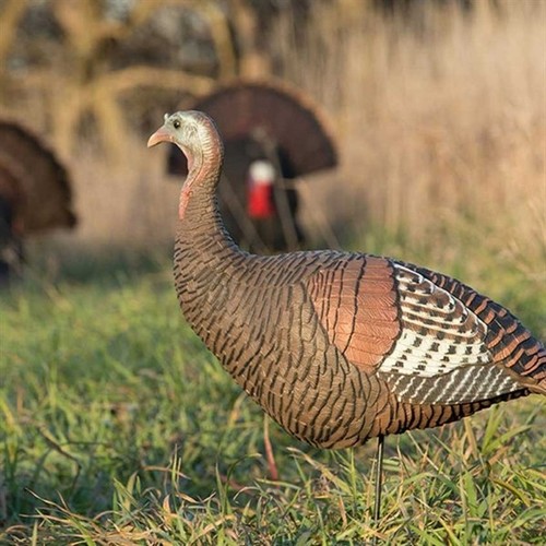 Pro grade upright hen - hen, turkey